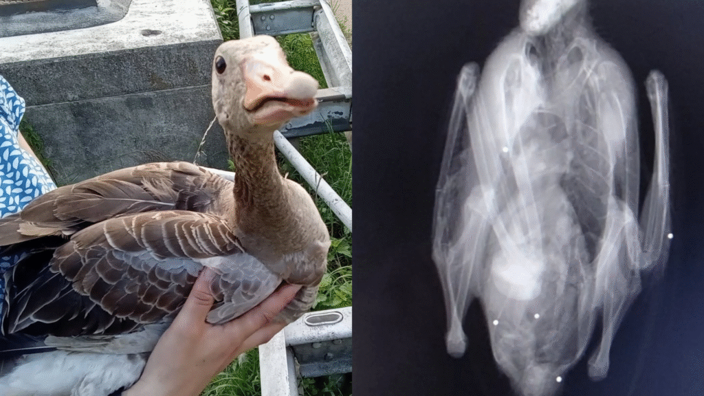 Gans uit lucht geschoten in hartje Thorn met ernstige verwondingen