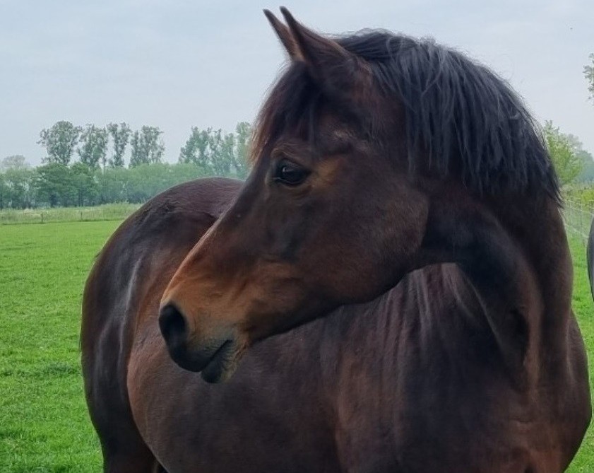 Drie paarden gestolen uit weilanden in Koningsbosch en Posterholt: ‘boze droom’
